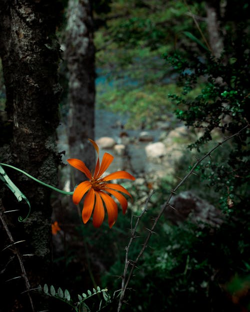 Free stock photo of orange flower