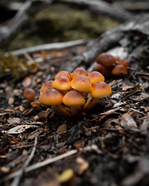 Free stock photo of mushrooms