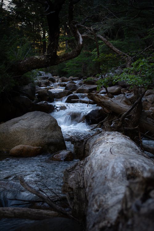Free A Rocky River in a Forest Stock Photo
