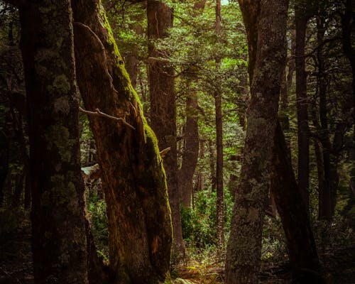 Photo of a Forest