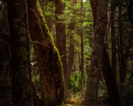 A captivating forest with tall trees and dappled sunlight creating a magical ambiance.