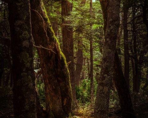 Artwork for You Belong to the Land: Reclaiming Nervous System Safety Through Nature with Frankie Edwards