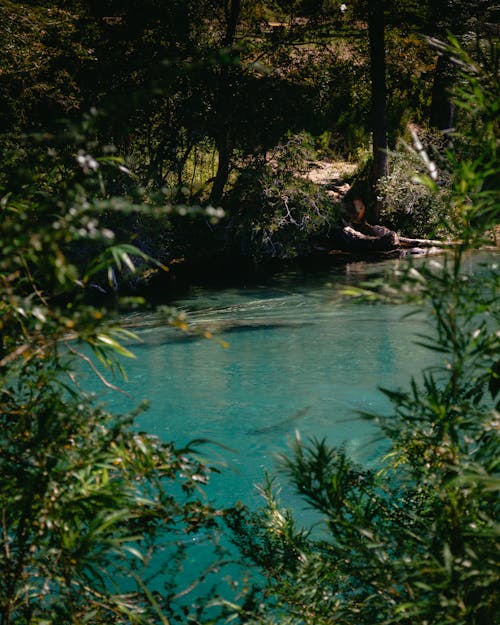 A Blue Lake in a Forest