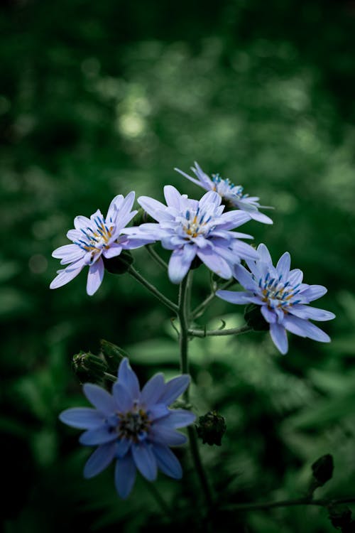 Free stock photo of beautiful flowers, flor celeste, flower