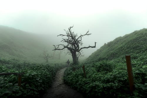 Person Walking Path in Mountains Landscape in Fog