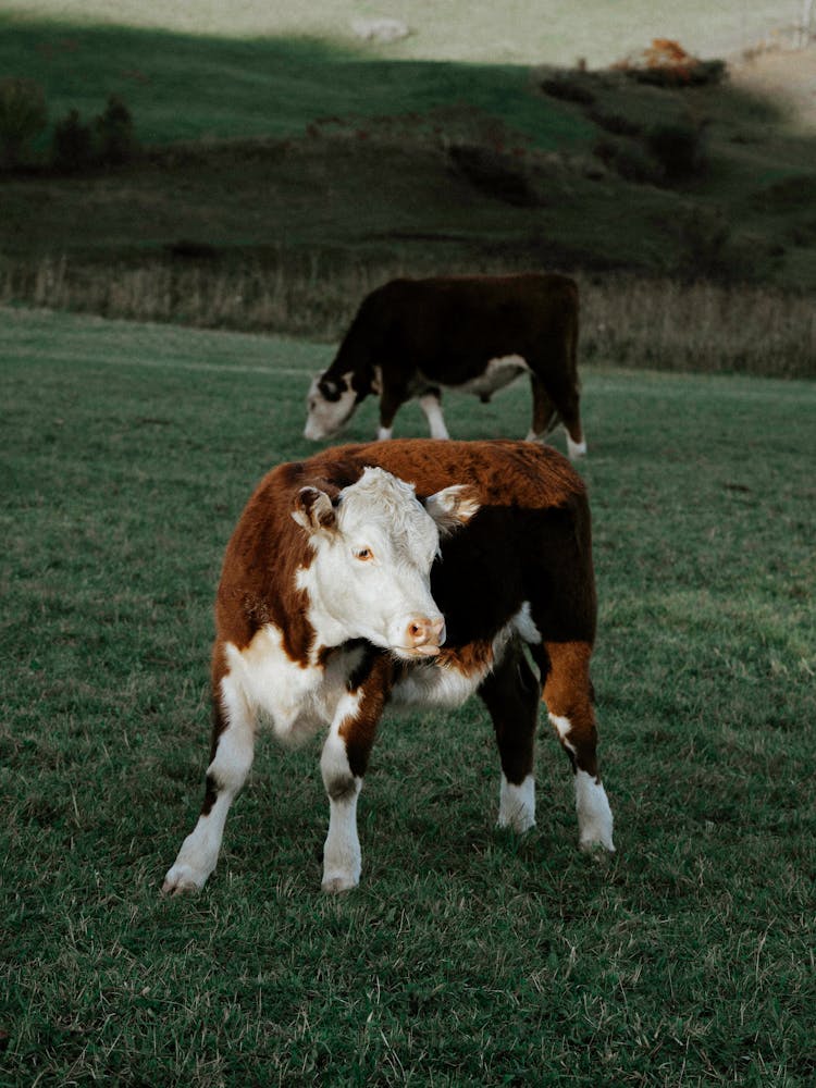 Cows On Grassland