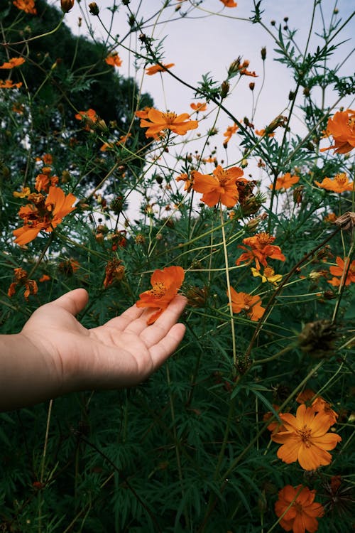 Gratis lagerfoto af blomstrende planter, hånd, holde