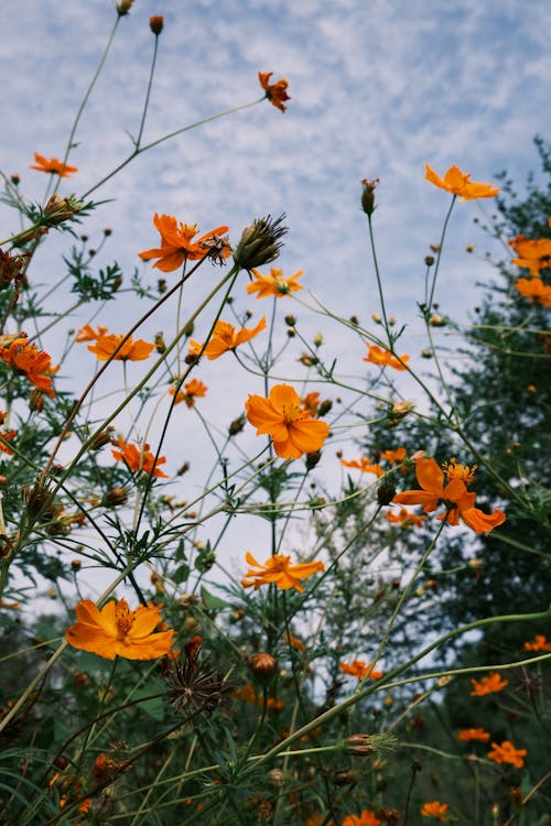 Gratis arkivbilde med anlegg, blomster, blomsterfotografering