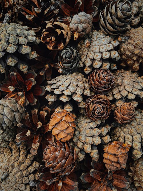 Bunch of Pine Cones in Close Up Photography