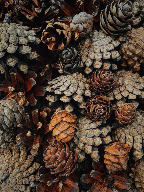 A textured close-up of assorted dried pine cones, rich in earthy tones.