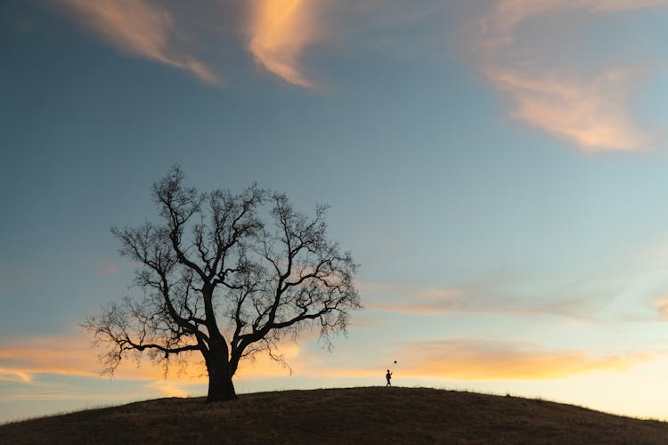 Bare Tree On Hilltop