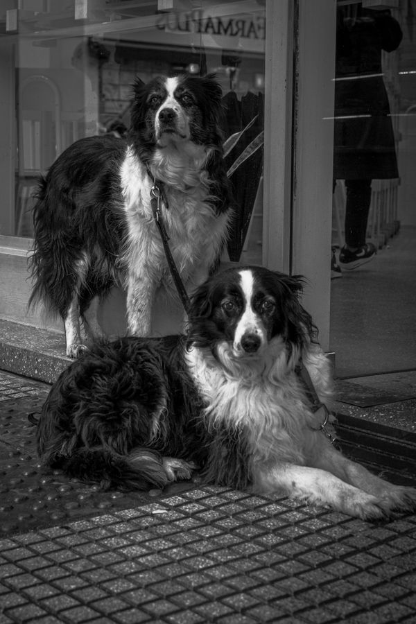 Dois cães pastores descansando em uma rua da cidade de Buenos Aires, capturados em preto e branco.