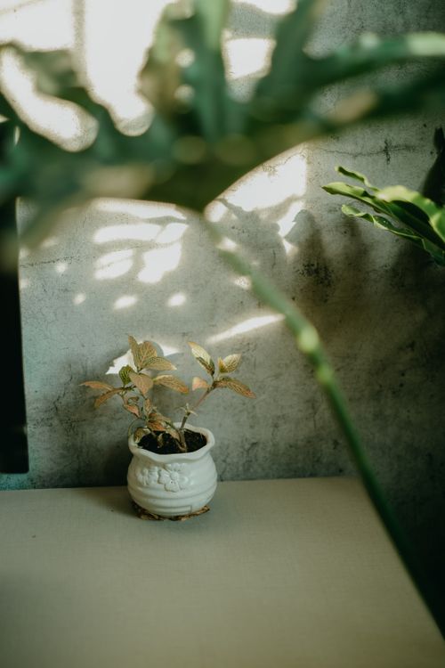 Free Aesthetic indoor plant in a decorative ceramic pot with natural light and shadows. Stock Photo