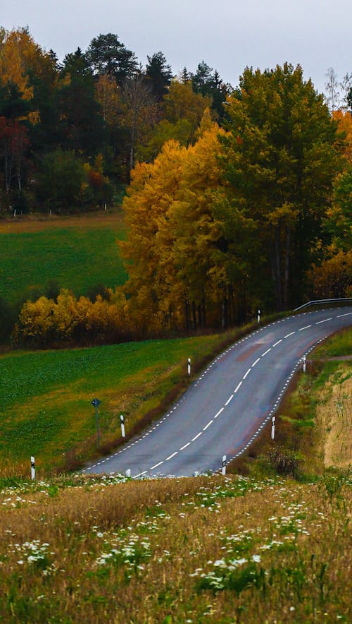 Road through Countryside in Autumn