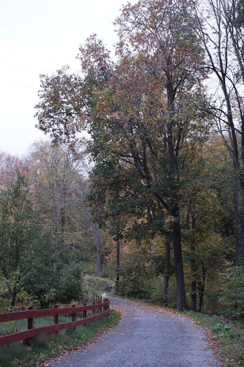 Road in Autumn