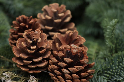 Pine Cones in Close Up Shot