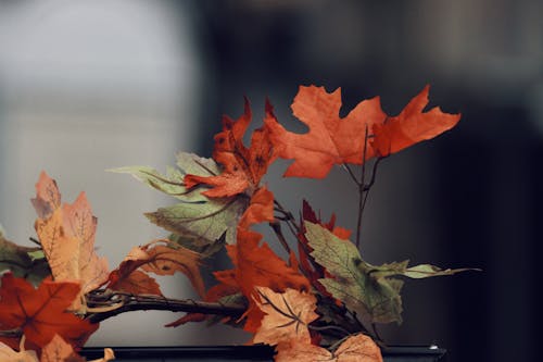 Maple Leaves in Close Up Shot