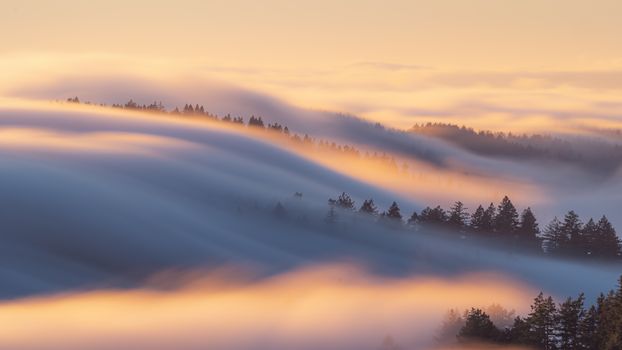 Silhouette of Trees Covered with Fog