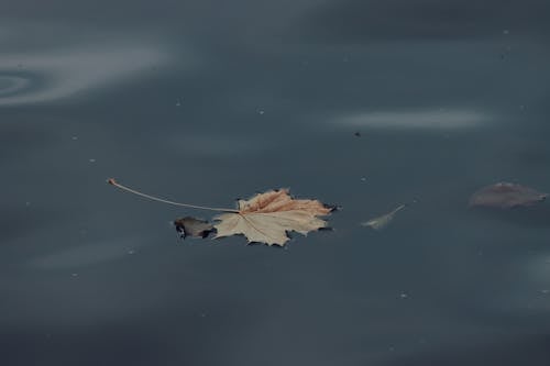 Dried Leaf on Water