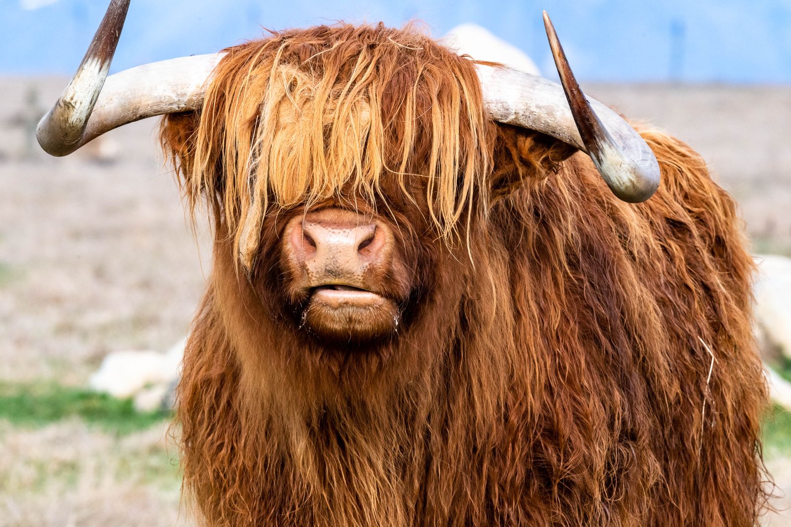 Close-up of a Highland cattle with long horns and shaggy coat grazing in a serene pasture., by Ravish Maqsood on Pexels