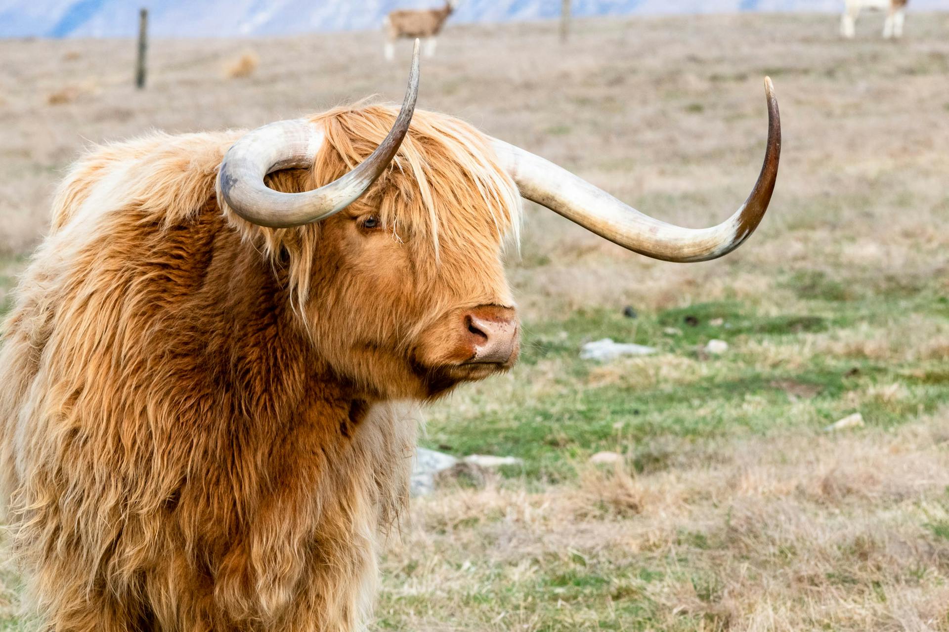 Close Up Shot of a Brown Bull