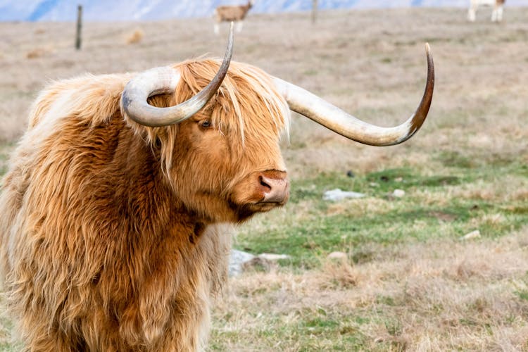 Close Up Shot Of A Brown Bull