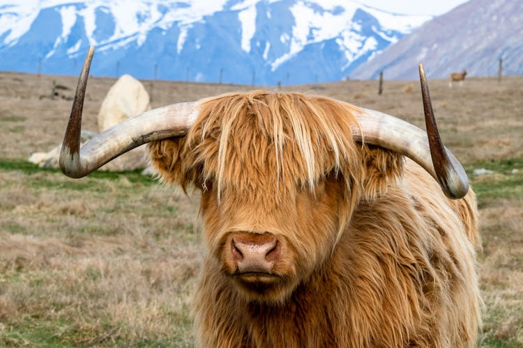 Brown Bull In Close Up Shot