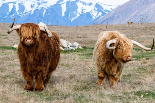 Foto profissional grátis de animais da fazenda, área de montanha, campo de grama