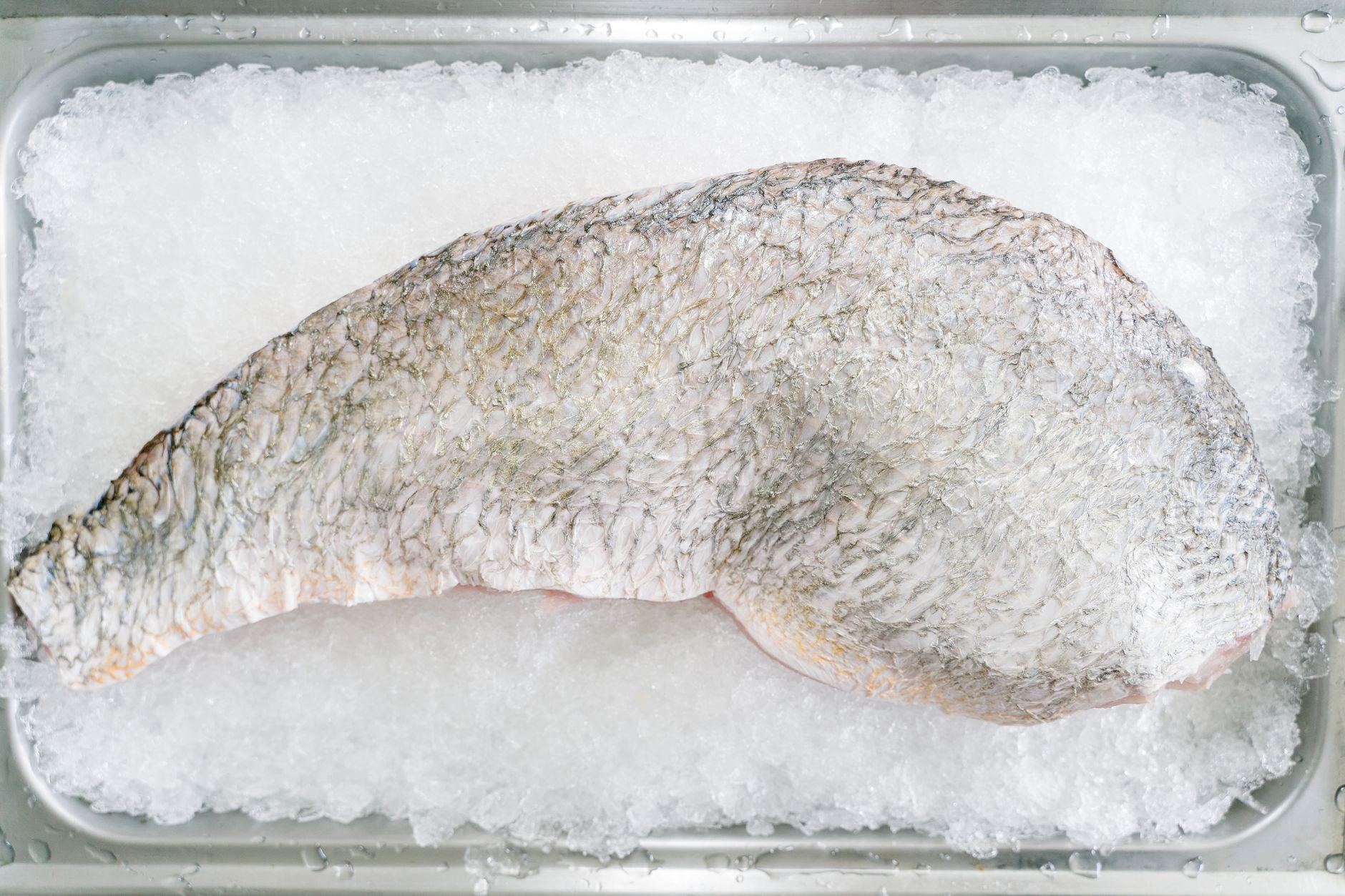 Close-up of a frozen fish fillet on ice, perfect for culinary and seafood-related content.