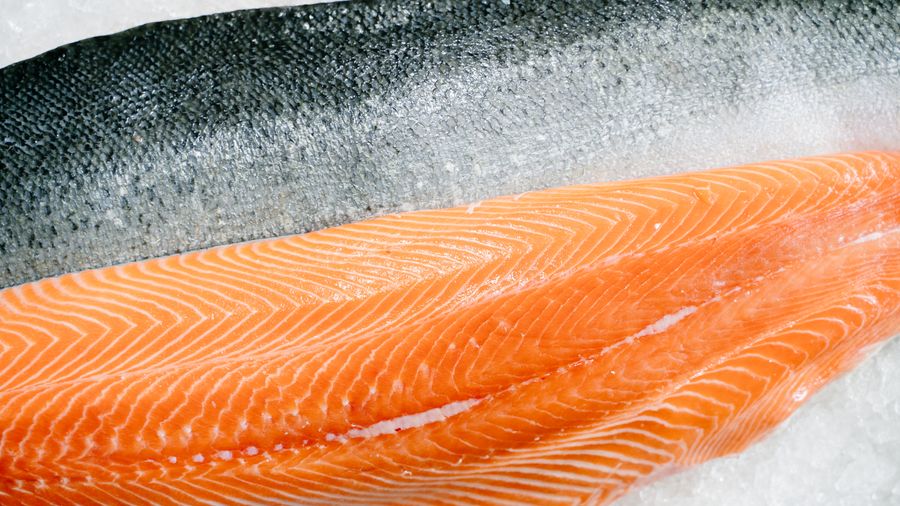 Fishing in Canada: Salmon, Ice Fishing, and Three Coasts