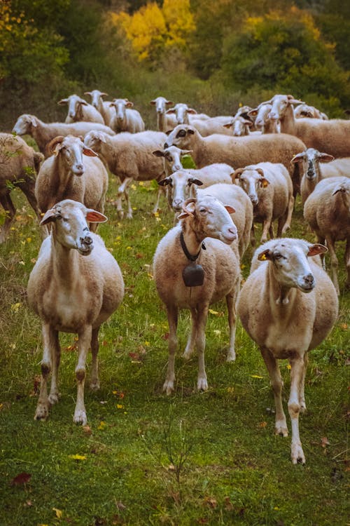 Darmowe zdjęcie z galerii z owca, pastwisko, pionowy strzał