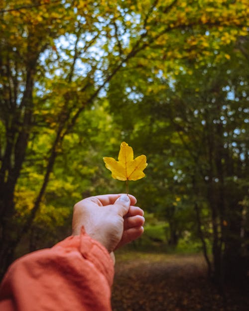 Fotos de stock gratuitas de color de otoño, de cerca, hoja de arce