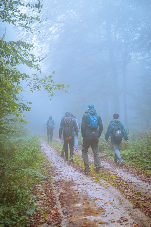 People Walking on Forest Trail