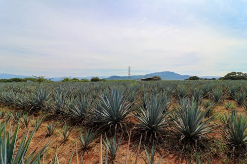 Darmowe zdjęcie z galerii z agawa, guadalajara, tequila