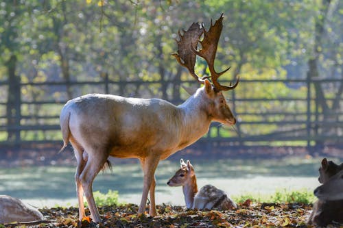 免费 動物攝影, 天性, 母鹿 的 免费素材图片 素材图片