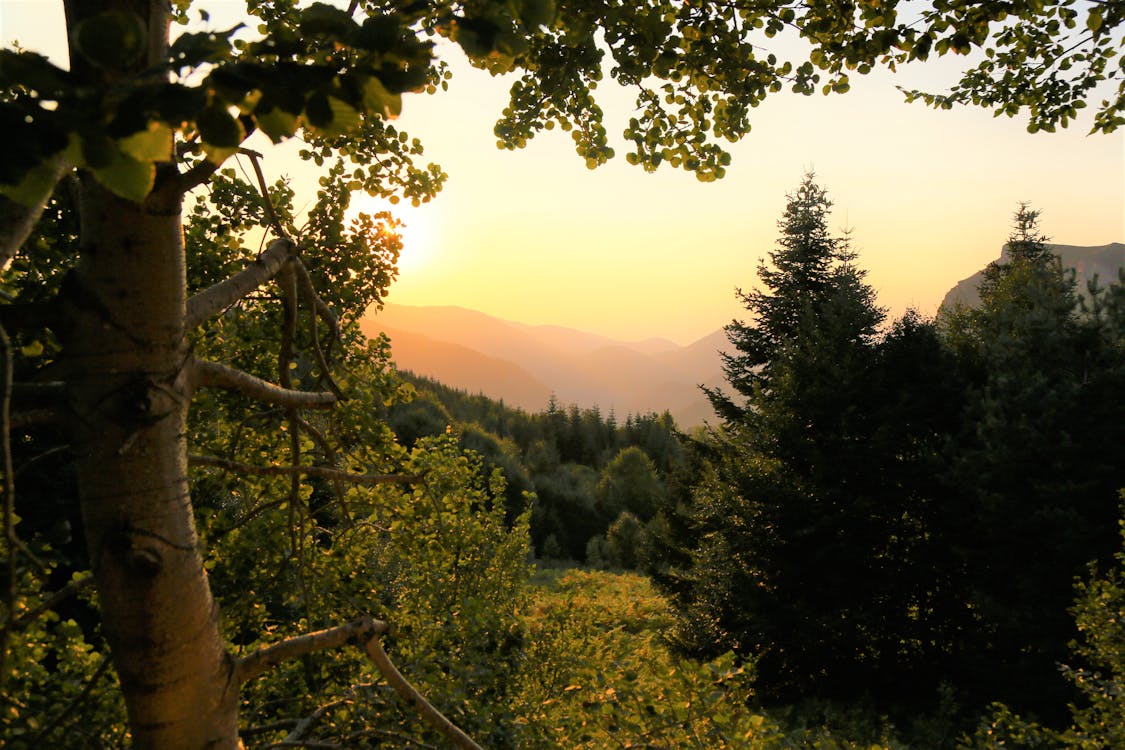 Forêt Verte Pendant L'heure D'or