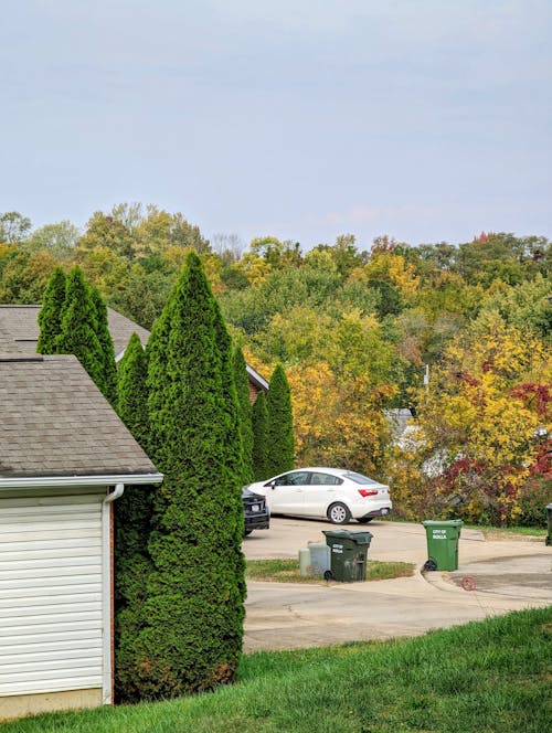 Green Trees Beside the House