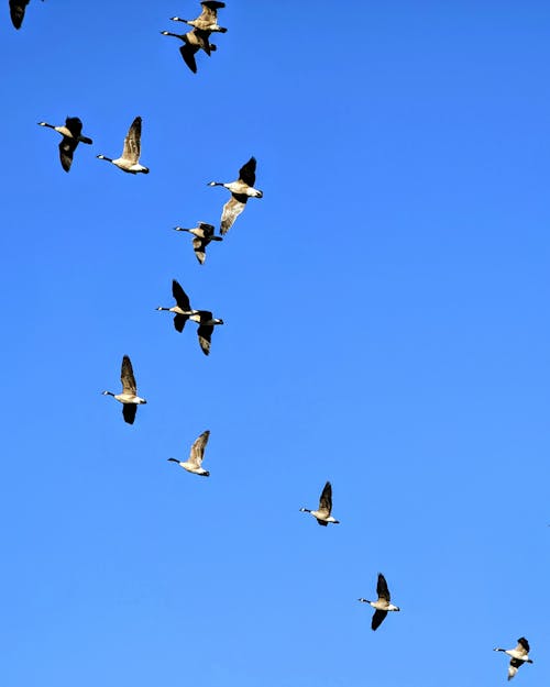 Flock of Birds Flying against a Blue Sky