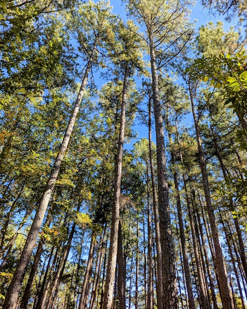 Бесплатное стоковое фото с голубое небо, деревья, дикая природа