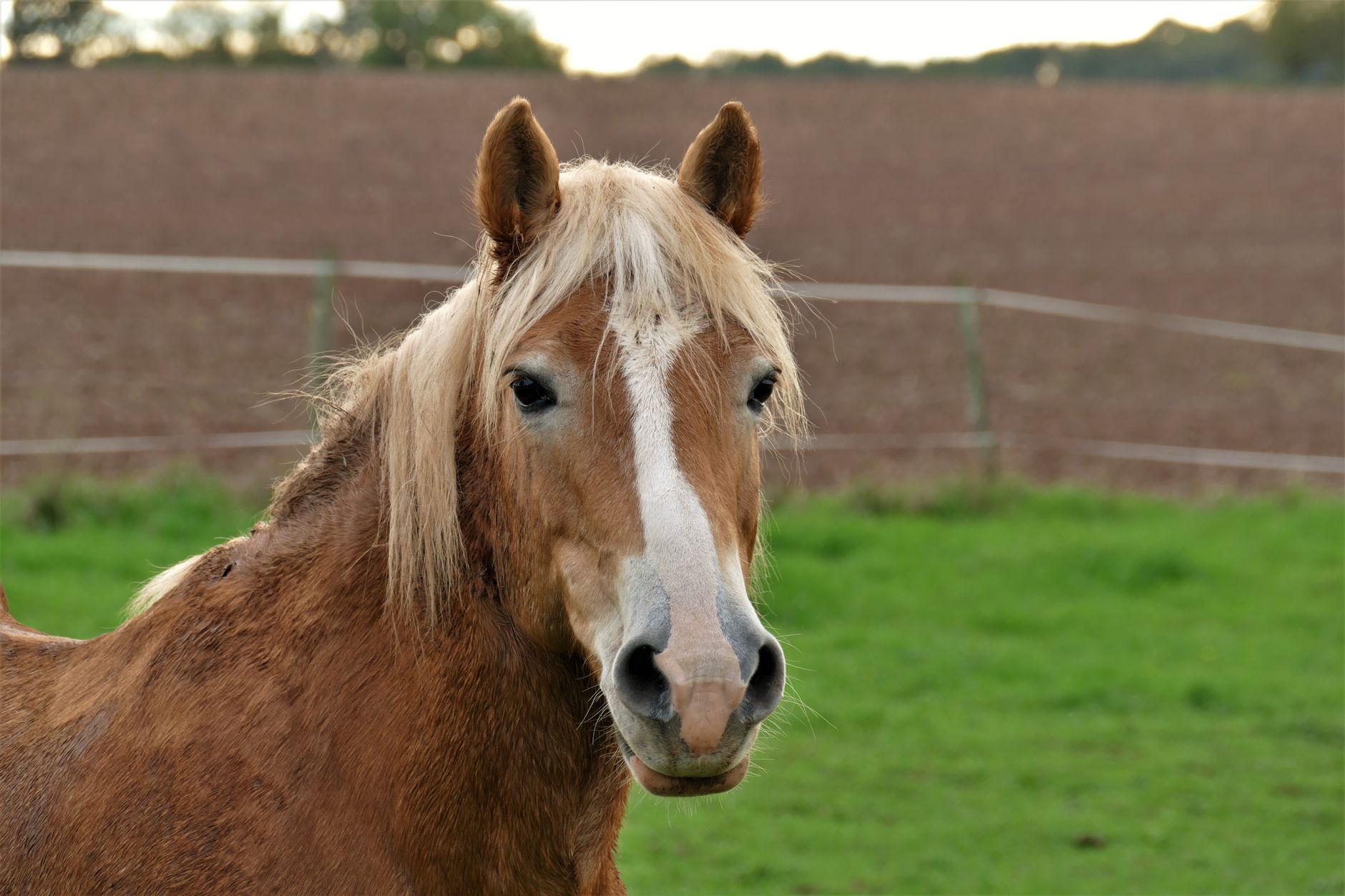 Healthcare and wellness consultation for a horse