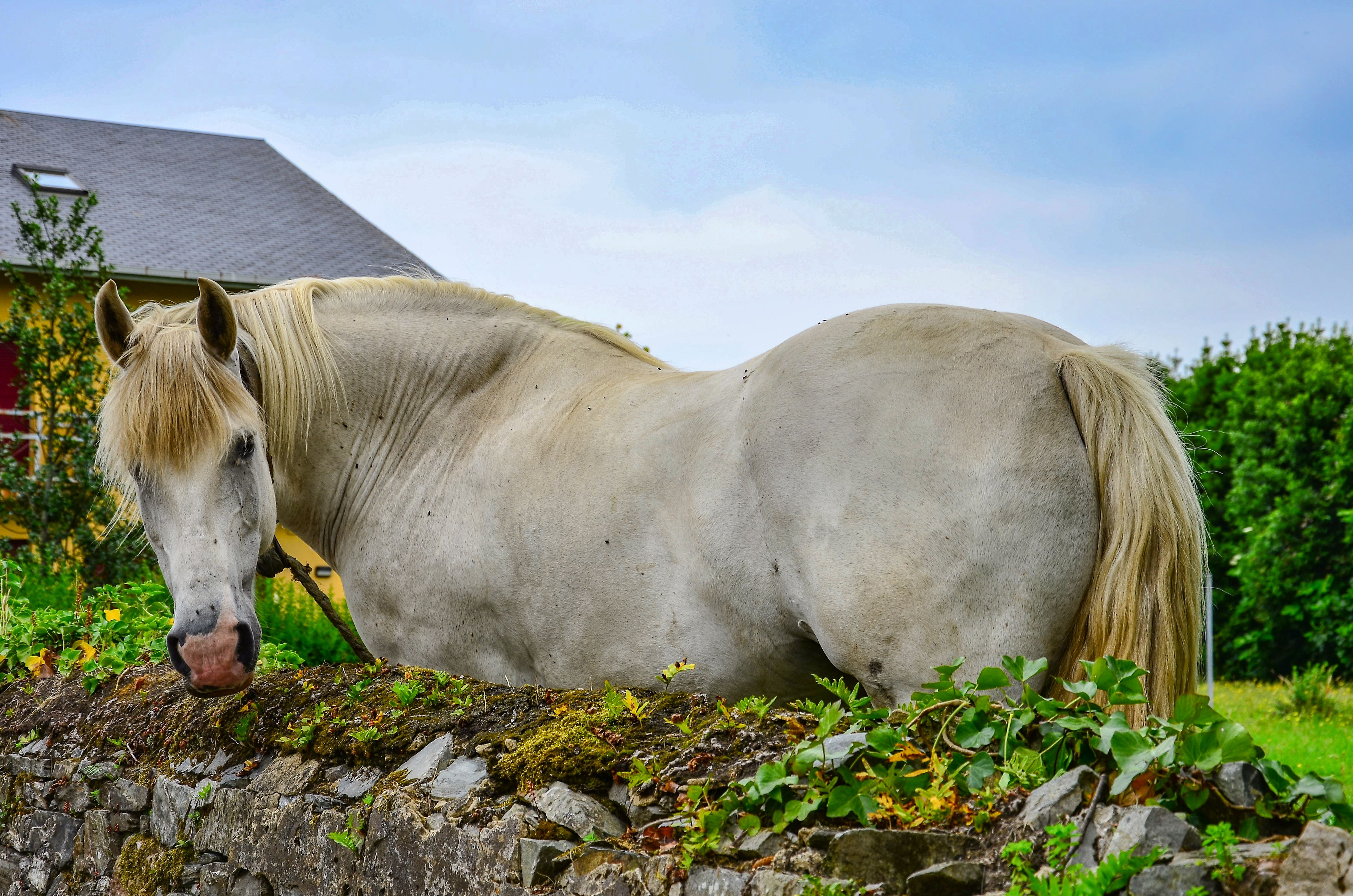 Beautiful white horse standing by a stone wall in a serene rural landscape.