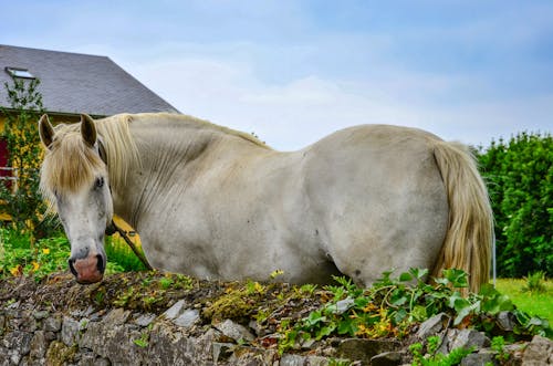 Fotos de stock gratuitas de animal, caballo blanco, équidos