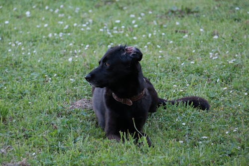 Black Dog on Green Grass