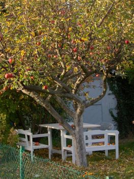 Peaceful backyard with an apple tree and white garden furniture, perfect for relaxation.