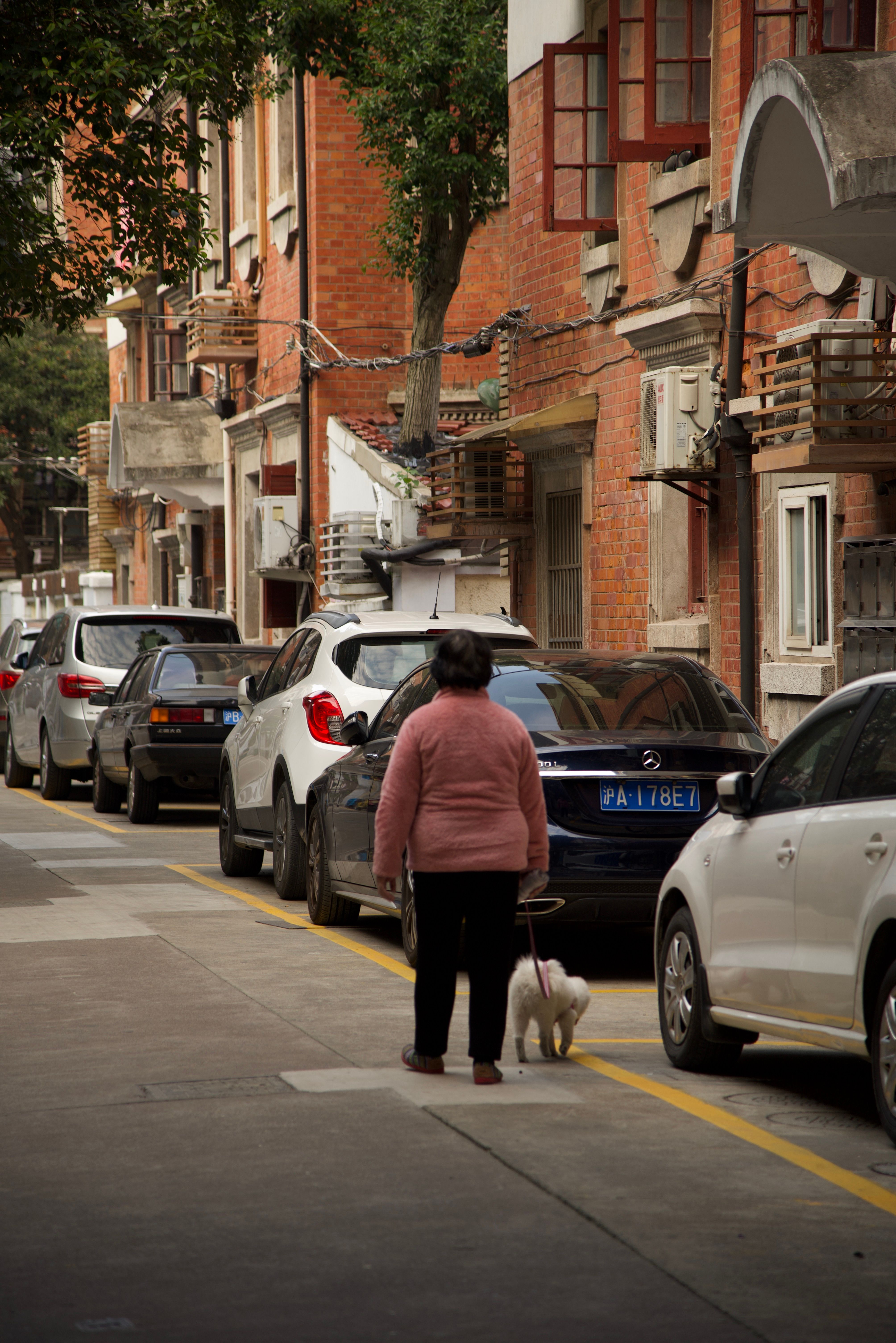 Back View of a Couple Walking with Their Dogs at a Park · Free Stock Photo