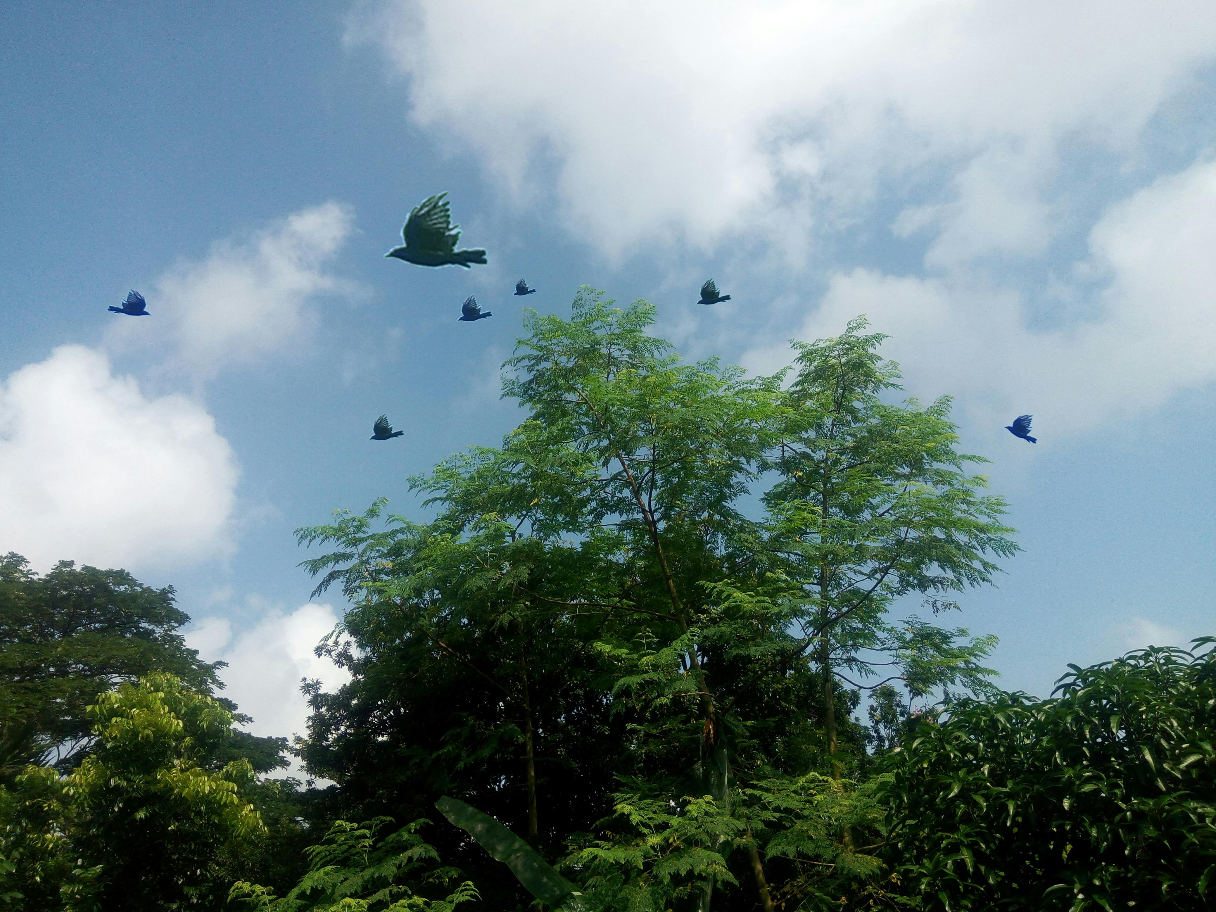 Foto Stok Gratis Tentang Awan Burung Terbang Di Langit Langit Biru