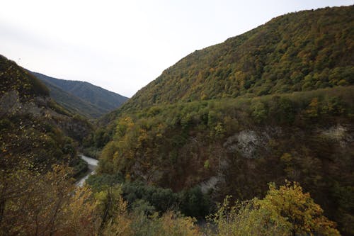 Kostenloses Stock Foto zu berg, bergwald, landschaft