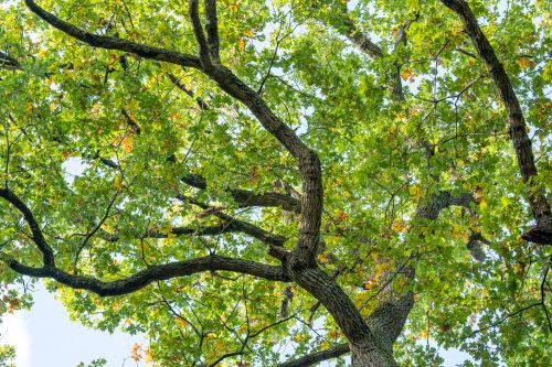 Free Vibrant green oak tree branches with fresh leaves basking in sunlight, viewed from below. Stock Photo