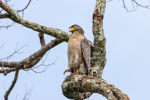 Fotos de stock gratuitas de águila serpiente con cresta, animal, árbol