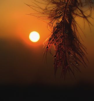 A dewy feather hangs near a vibrant golden sunset, creating a warm and serene scene.